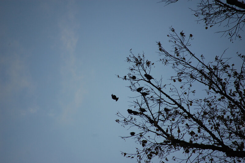 birds on tree branches