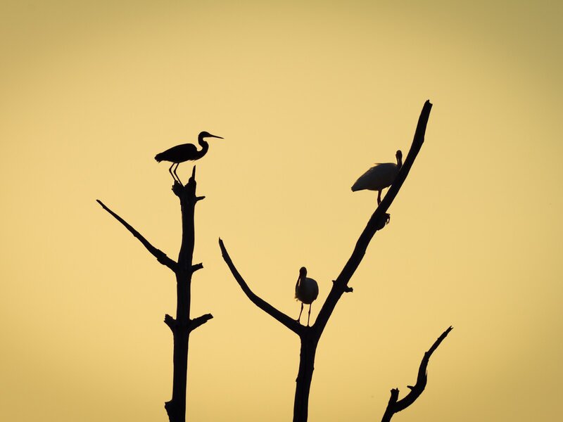 Birds on Tree Branches — Yellow, Serene, Sunset, Photograph, Tree Branches