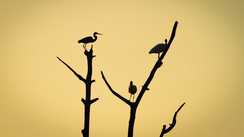 Birds on Tree Branches — Yellow, Serene