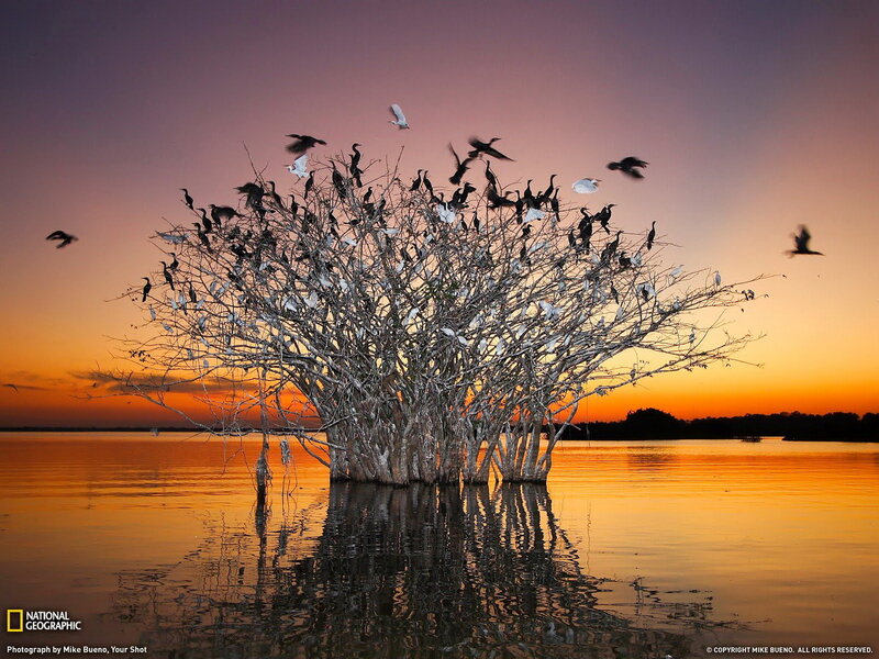 Birds on Tree in Water