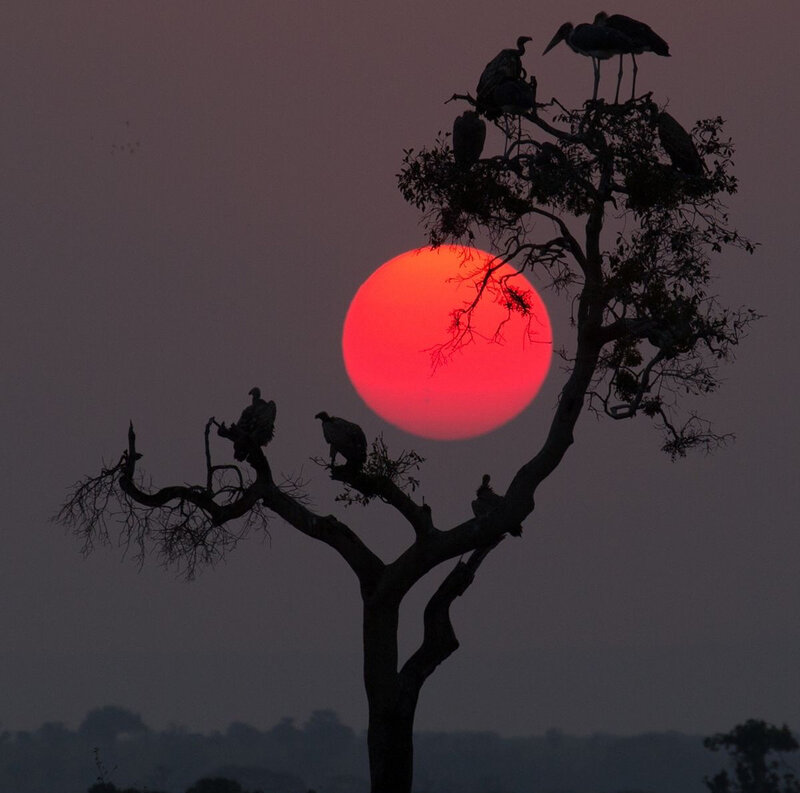 Birds on Tree Silhouette