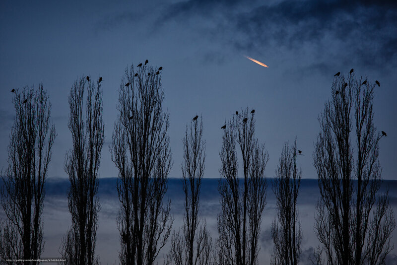 Birds on trees at dusk