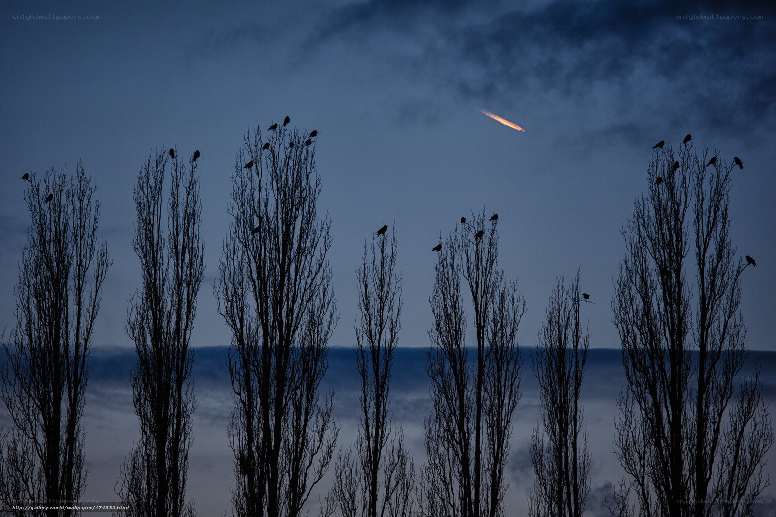 Birds on trees at dusk