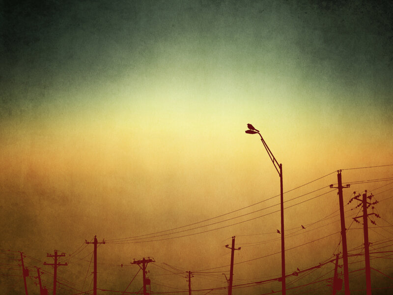 Birds on utility poles at dusk