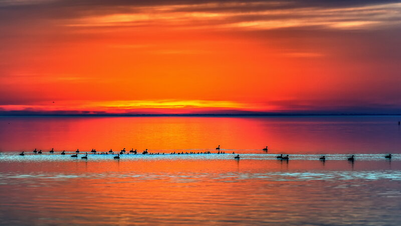Birds on Water at Sunset — Orange