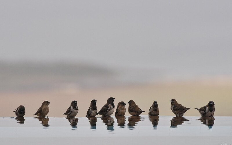 Birds on Water — Gray