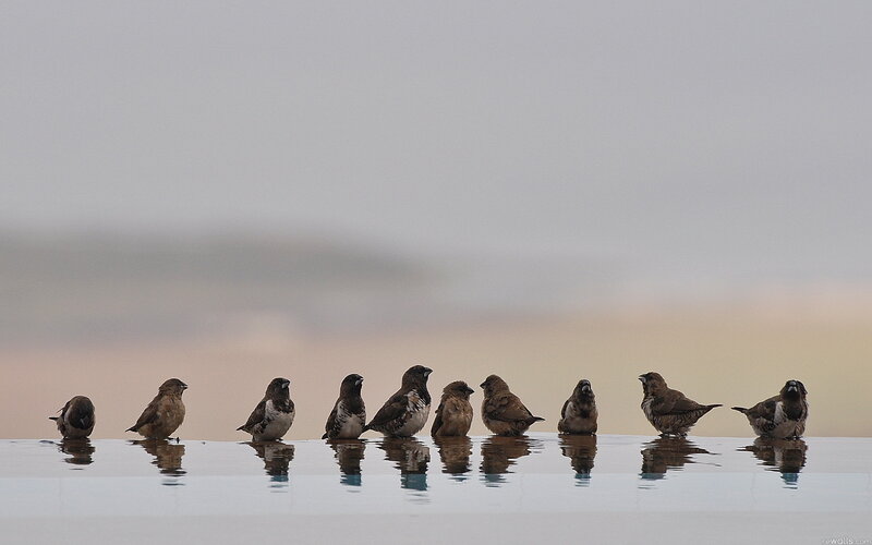 Birds on Water