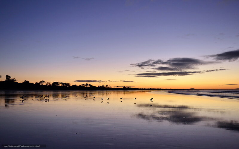 Birds on Wet Beach — Blue, Serene, Sunset
