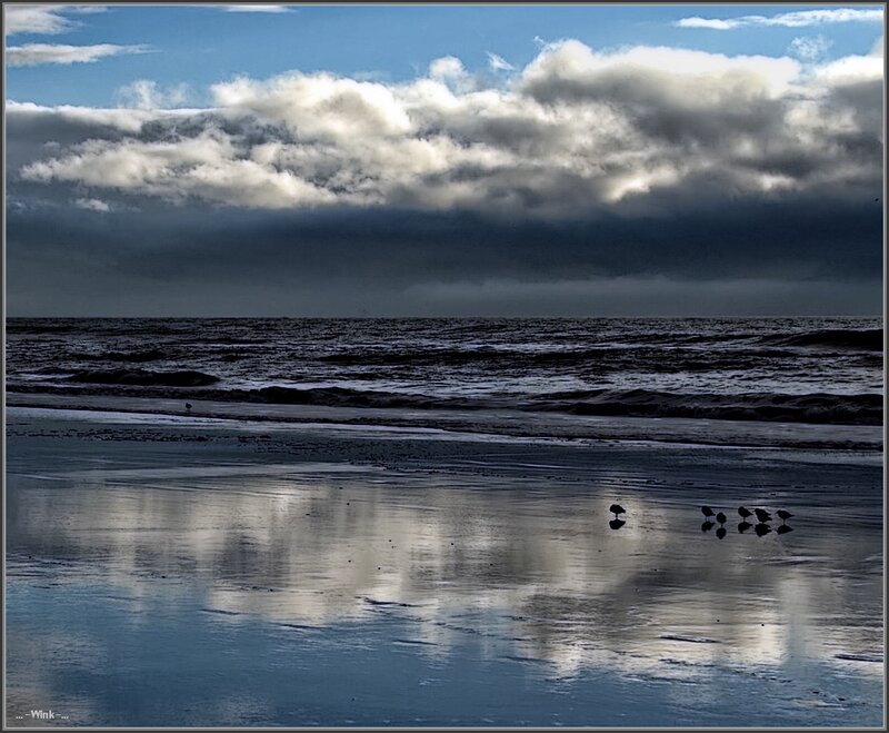 Birds on Wet Beach — Blue