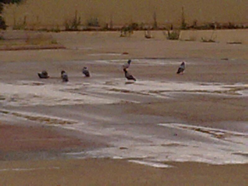 Birds on Wet Sand