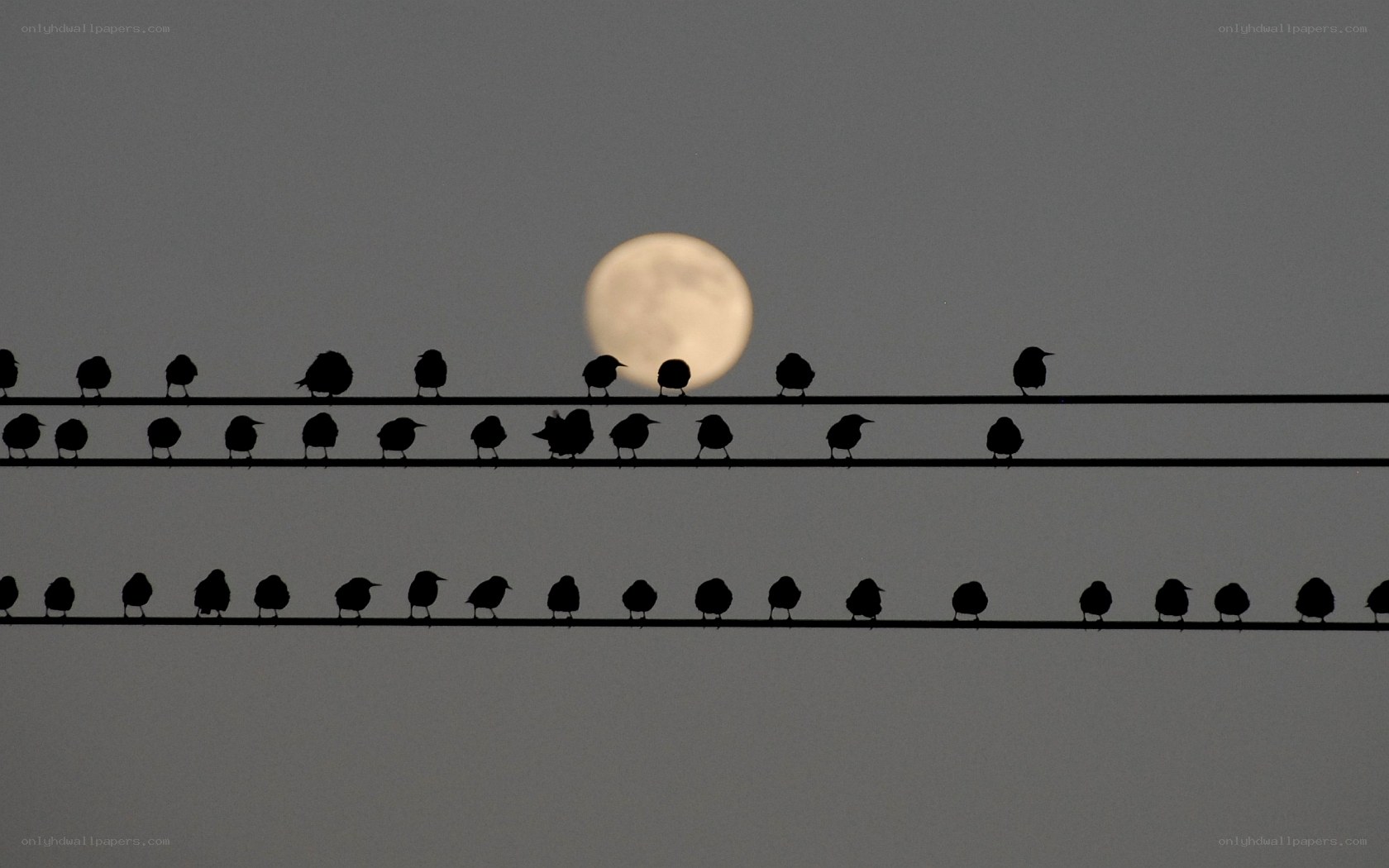 Birds on wires at dusk