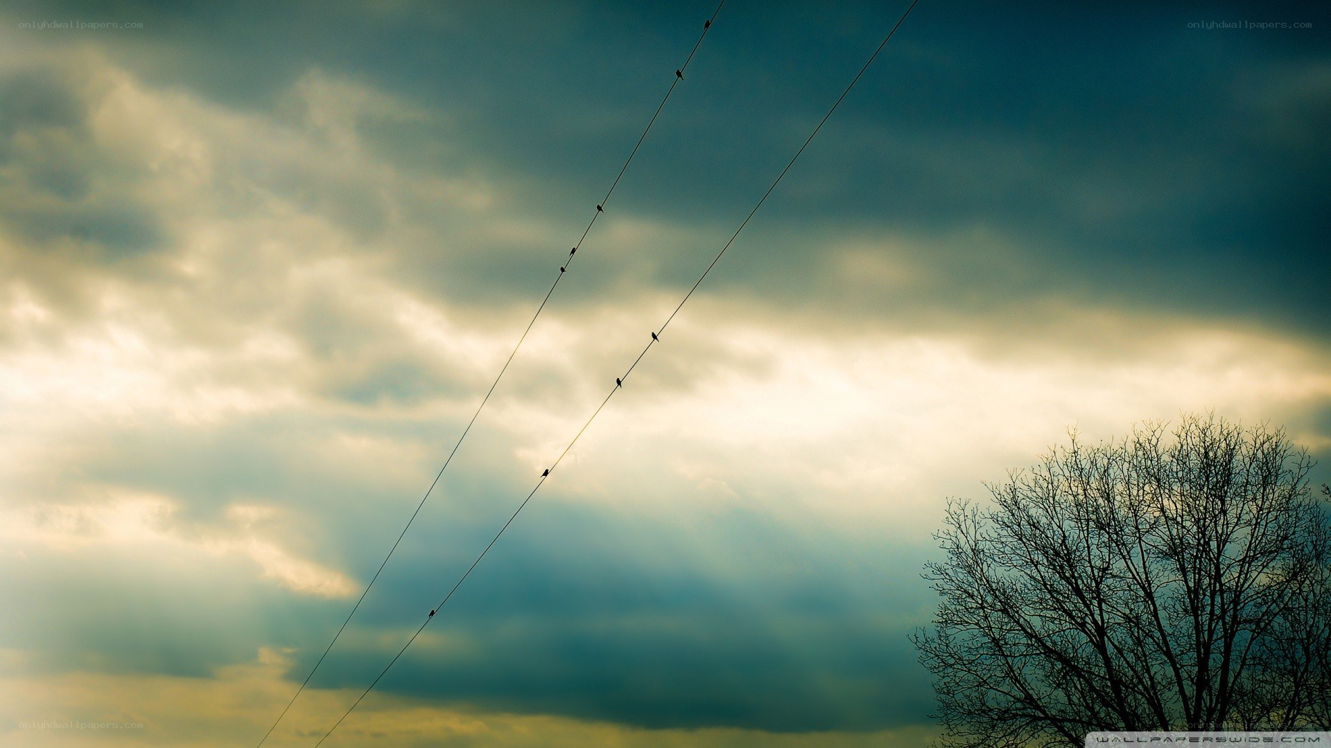 Birds on wires at sunset