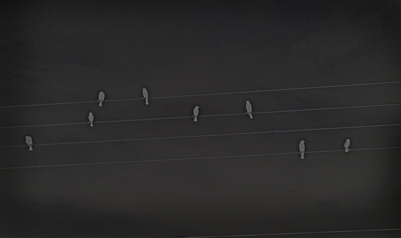 Birds on Wires — Black, Calm