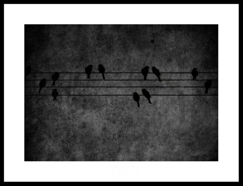 Birds on Wires — Black