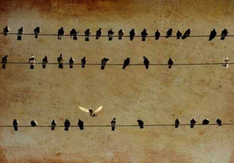 Birds on Wires — Brown