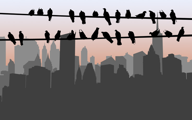 Birds on wires over city