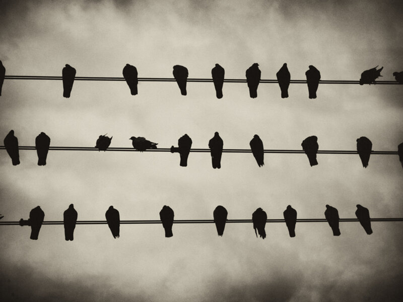 Birds on Wires