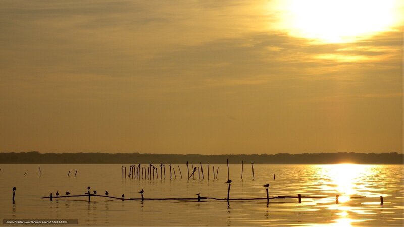 Birds on Wooden Poles