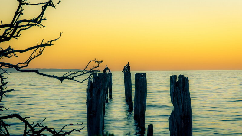 Birds on Wooden Posts