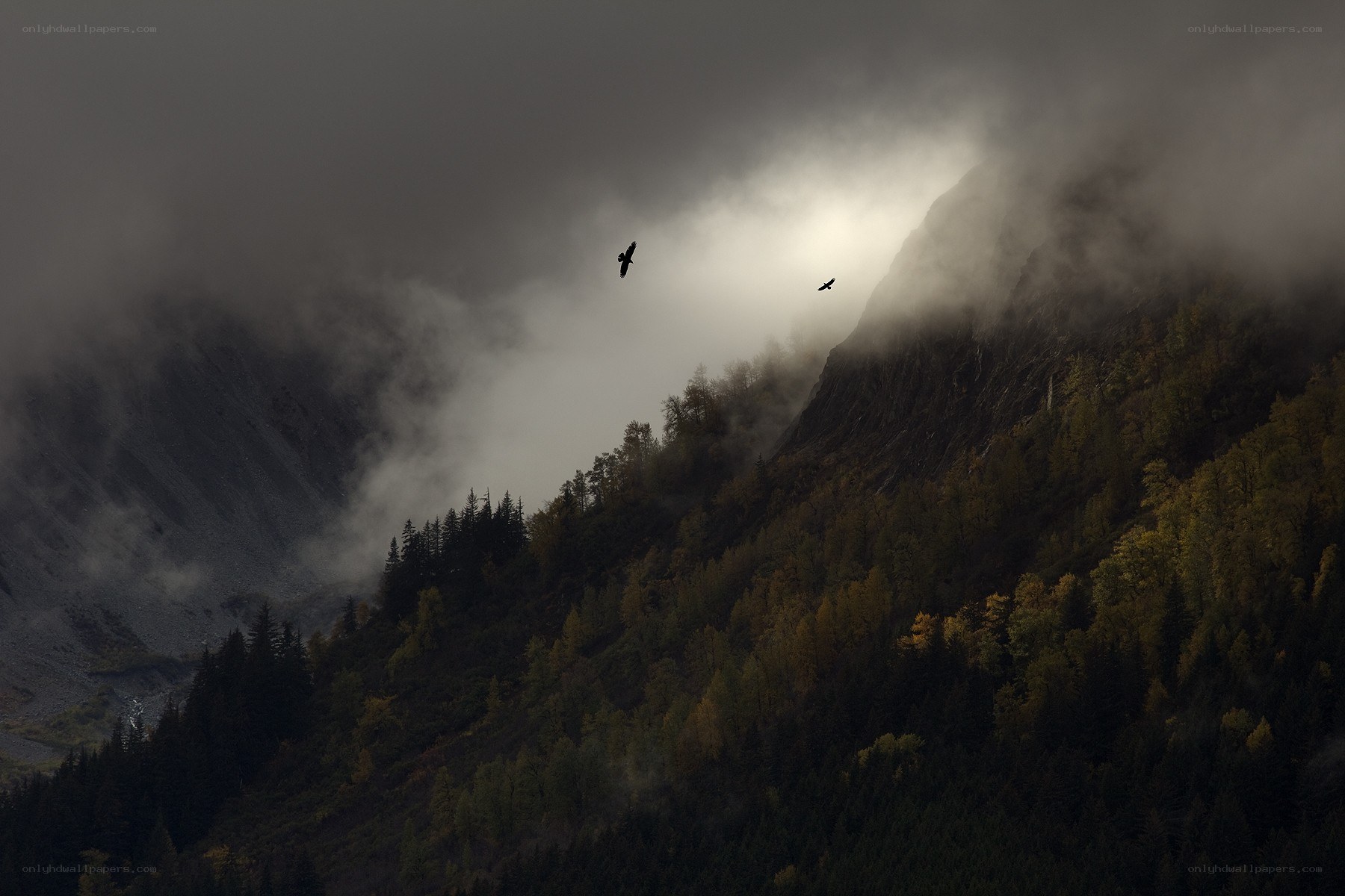 Birds over misty mountains