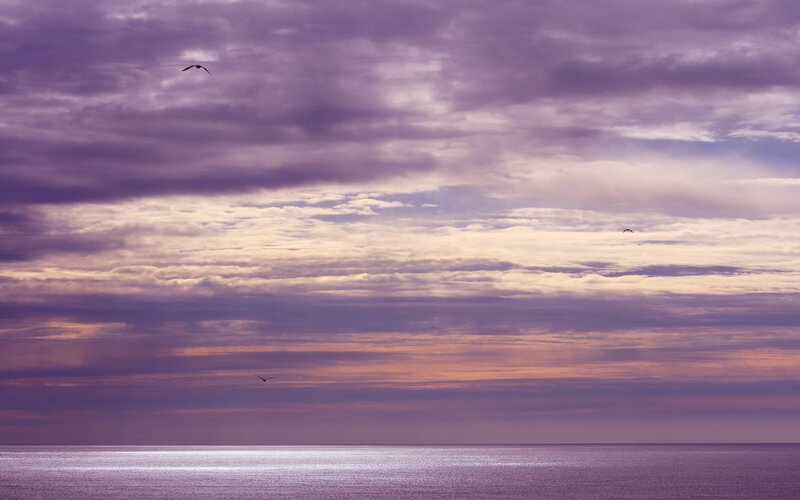 Birds over Ocean