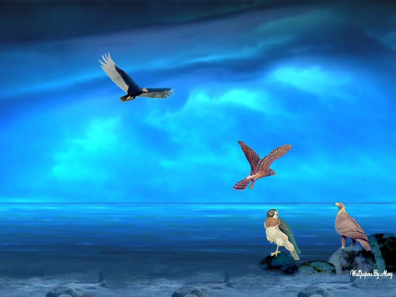 Birds over Water