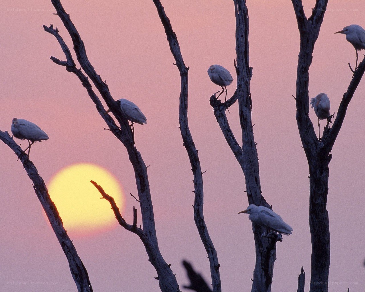 Birds perched at sunset