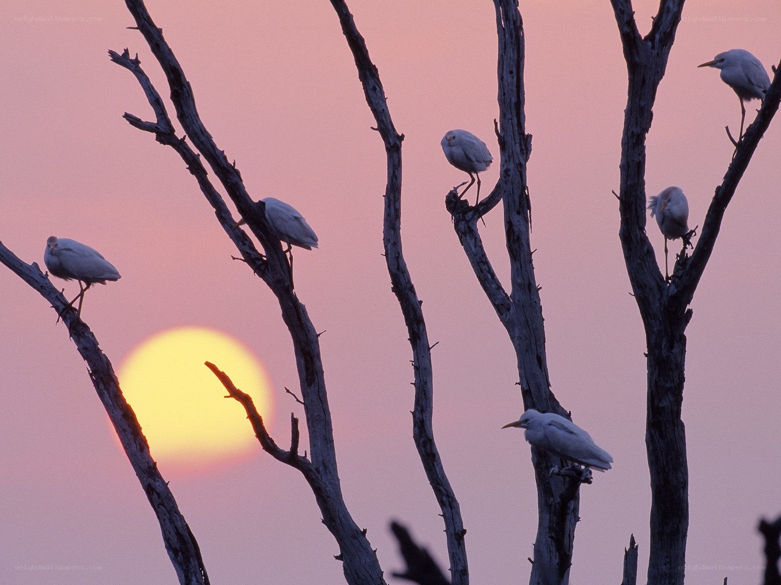 Birds perched at sunset