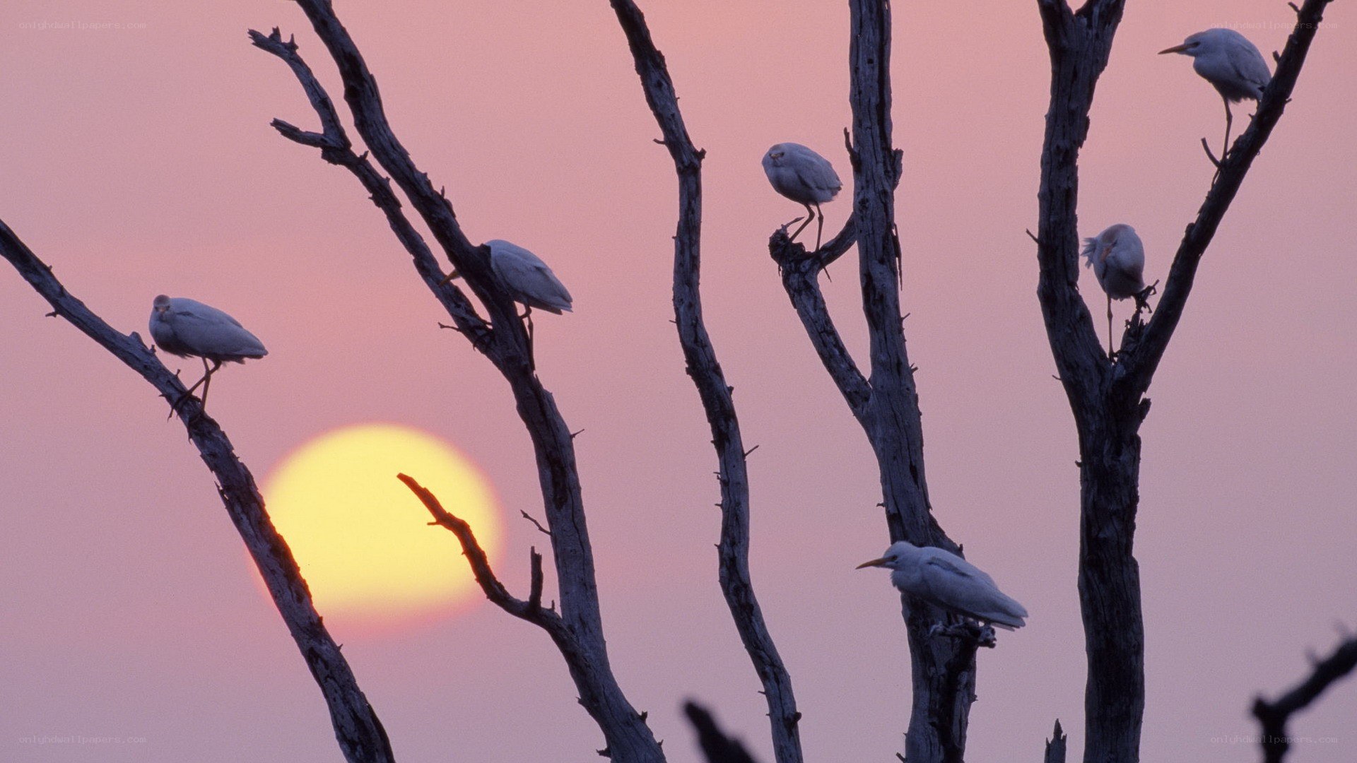 Birds perched at sunset