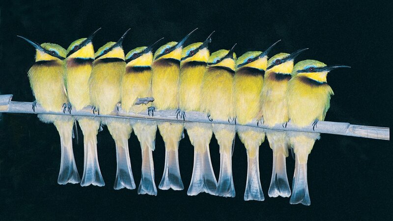 Birds perched in a row