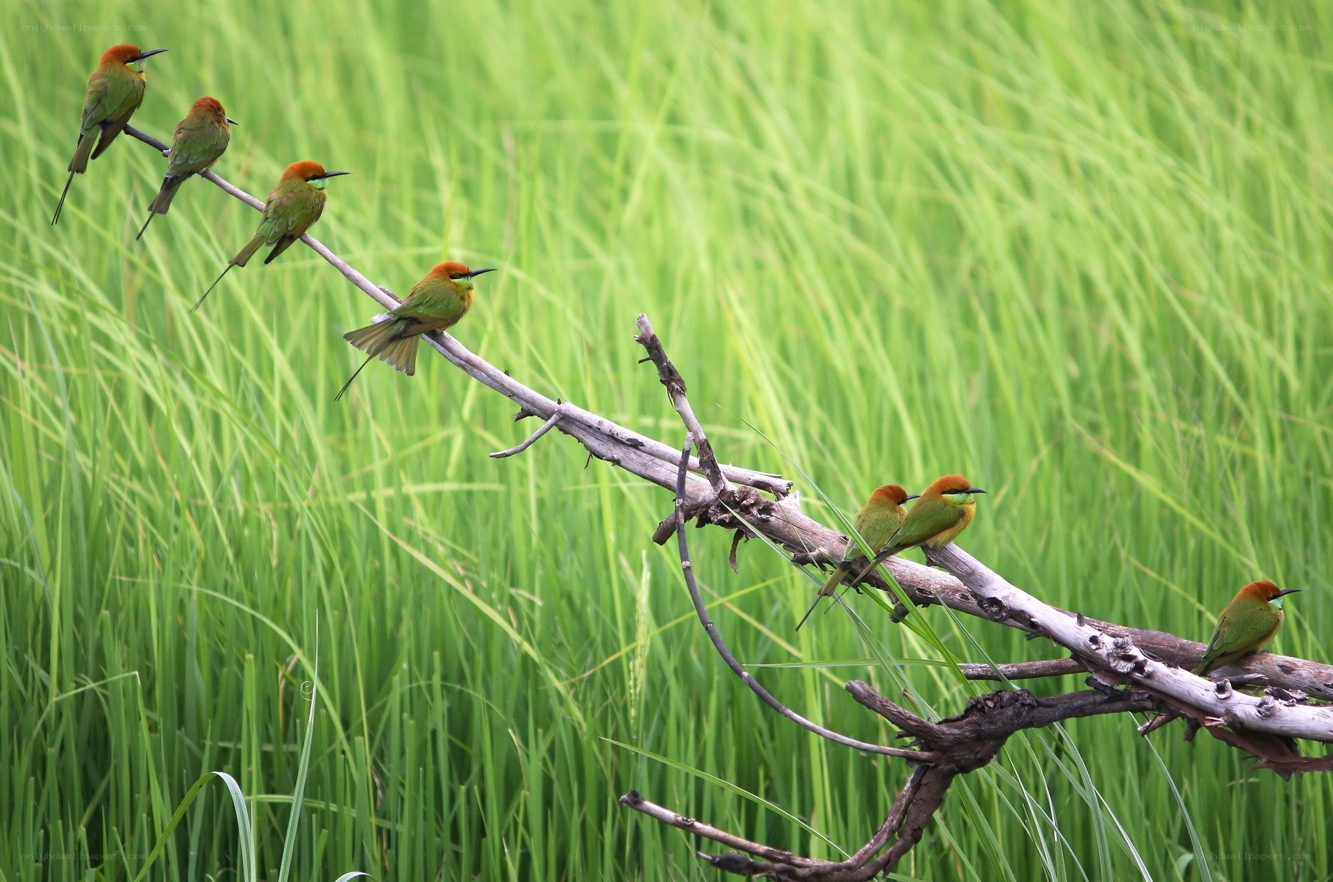 Birds perched on a branch