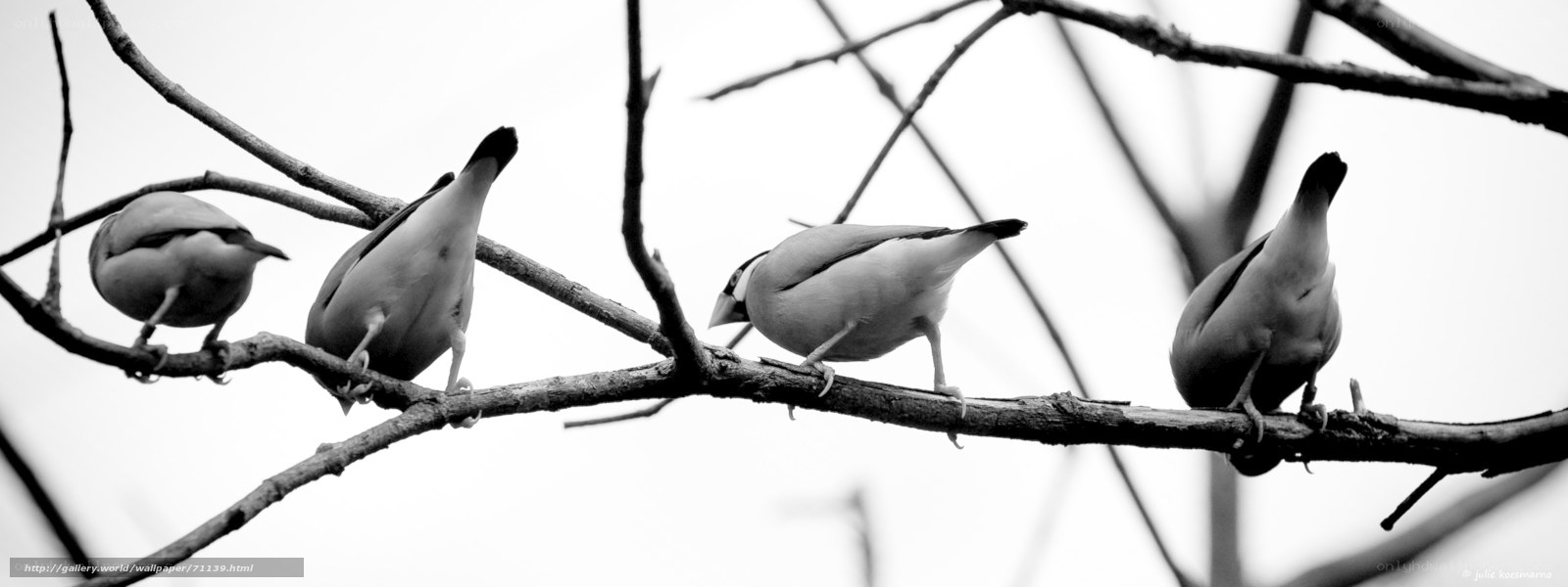 birds perched on a branch