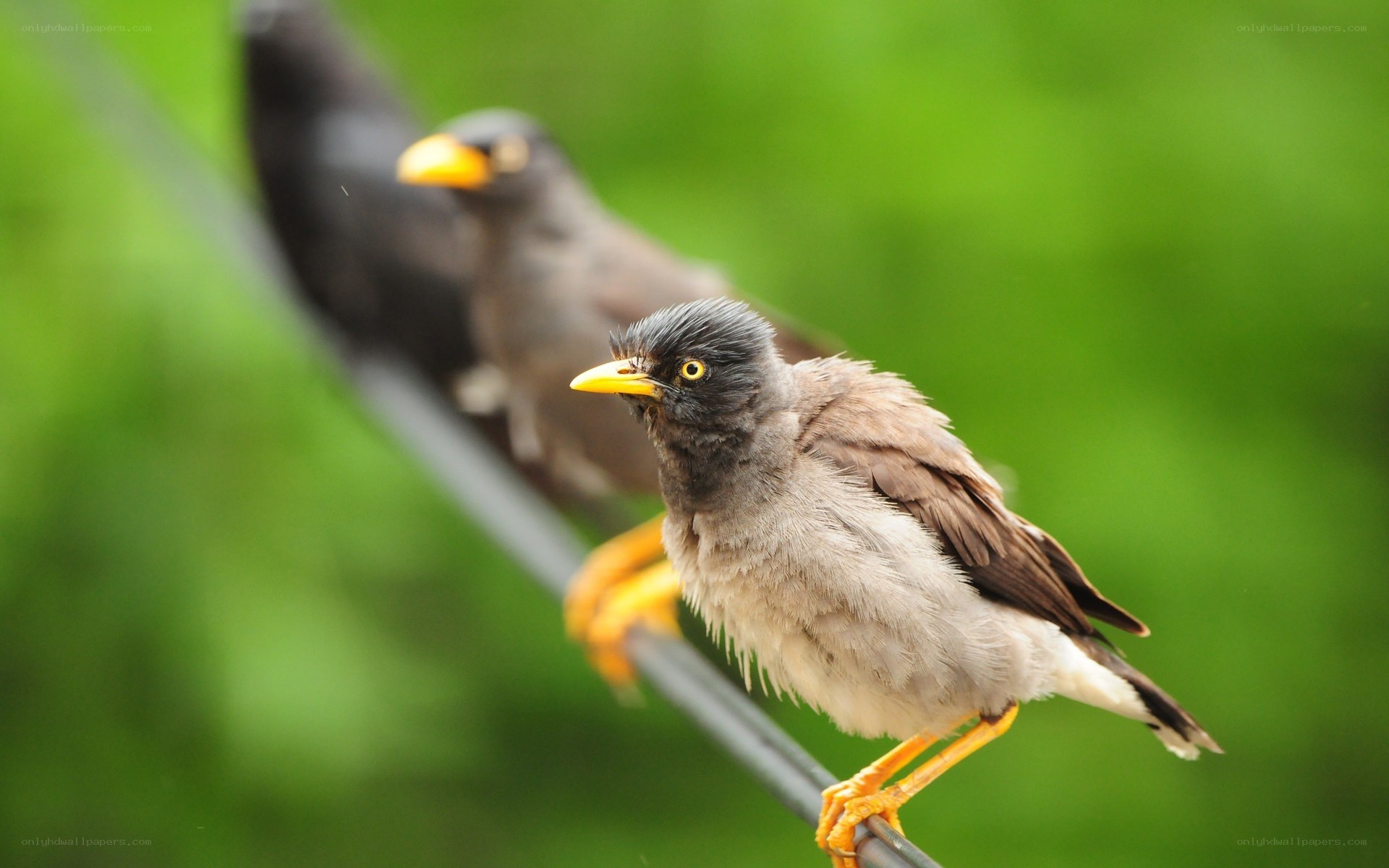 Birds perched on a wire