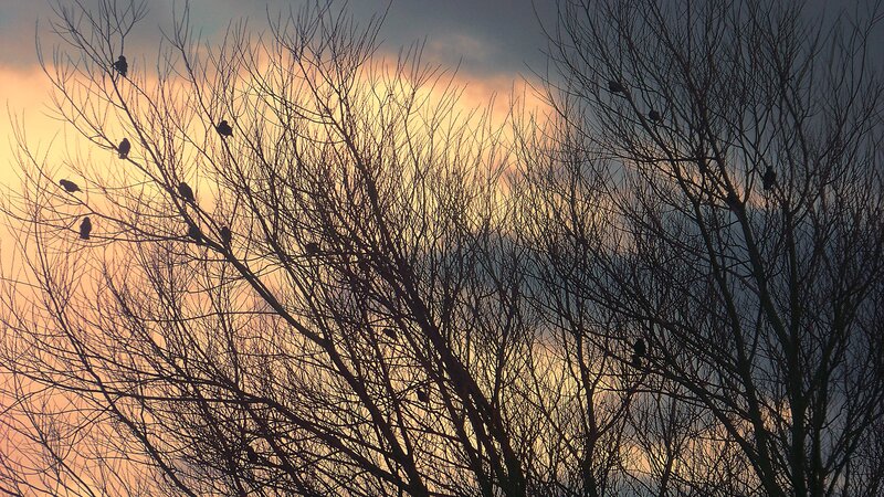 Birds perched on bare branches