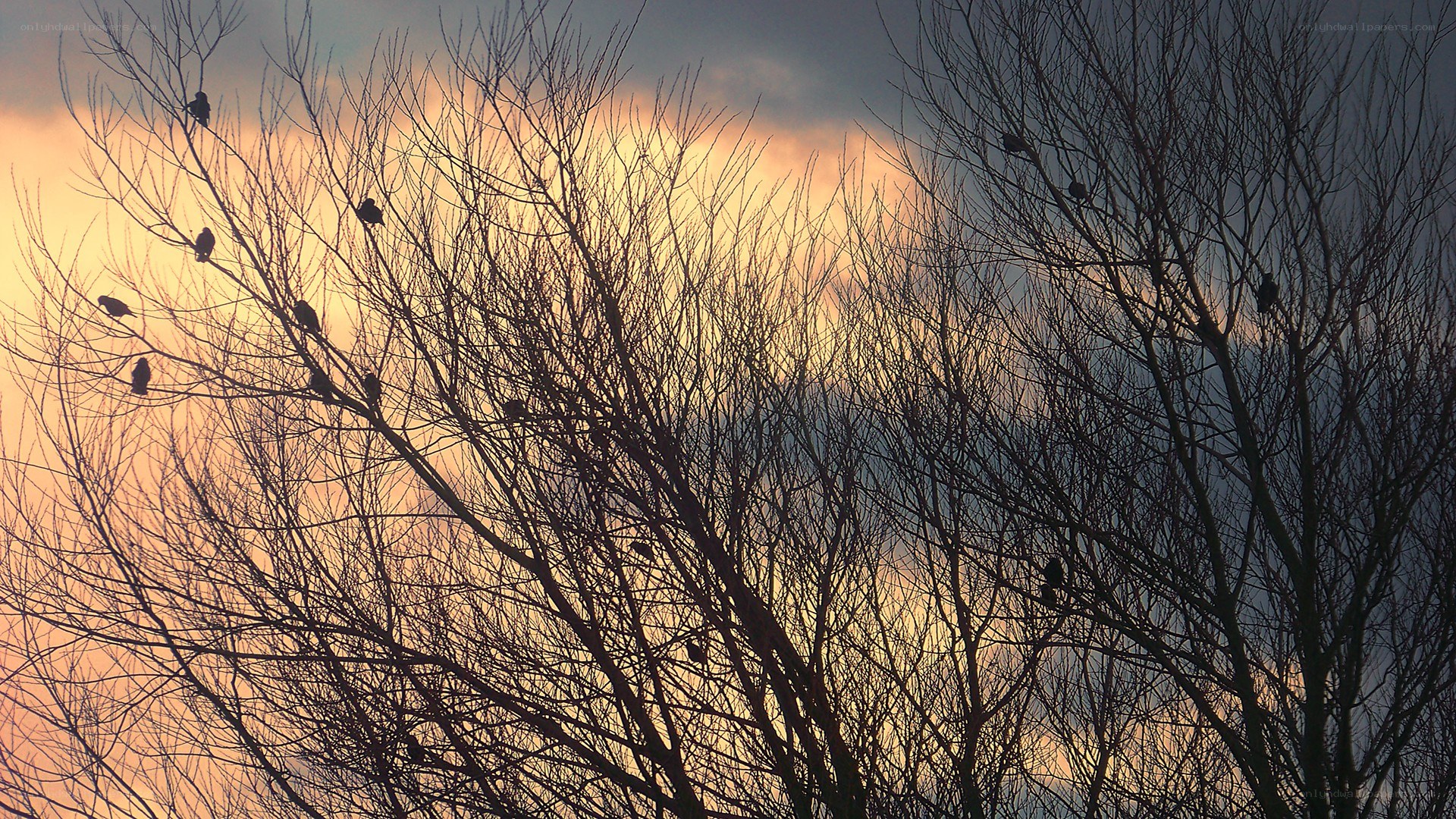 Birds perched on bare branches