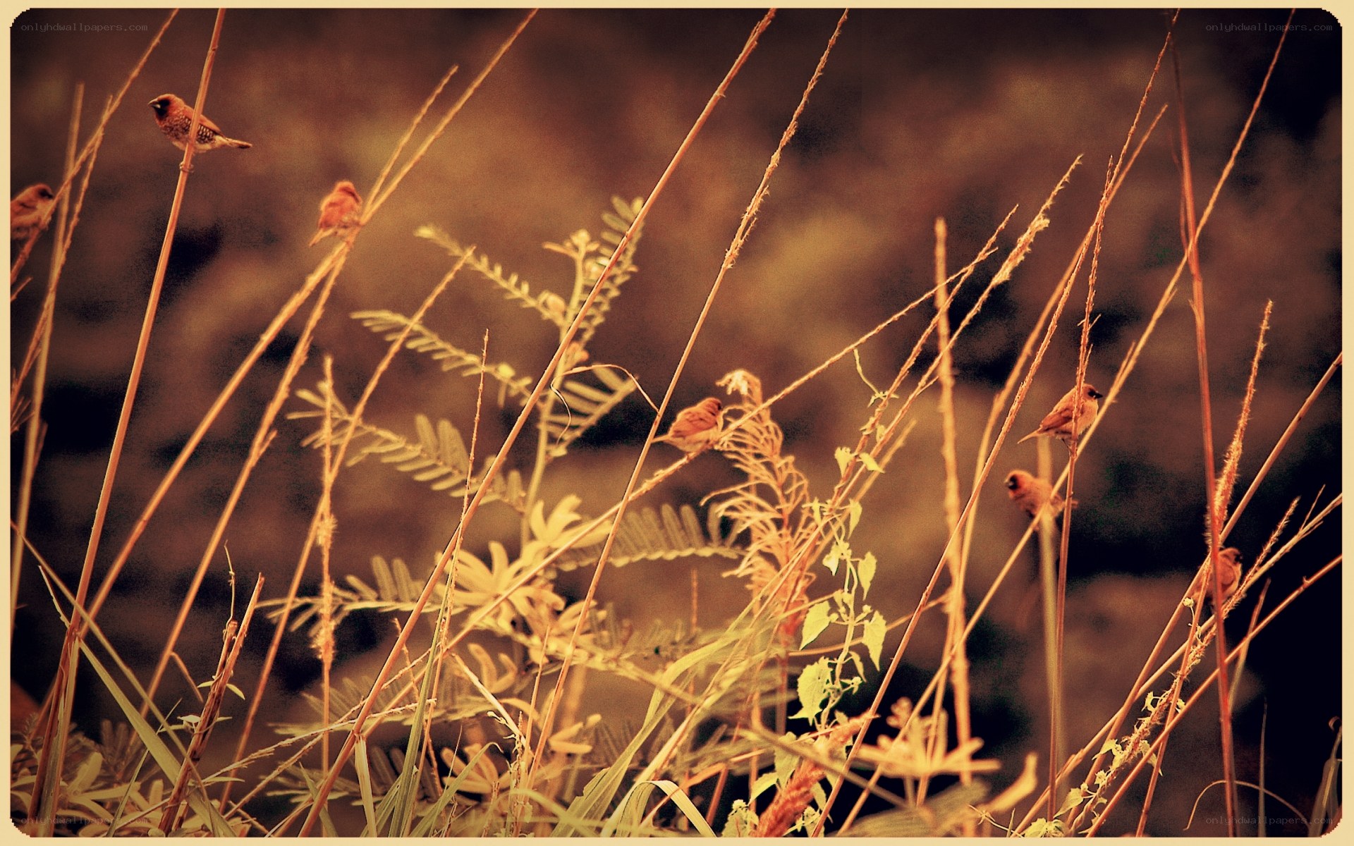 Birds perched on grass