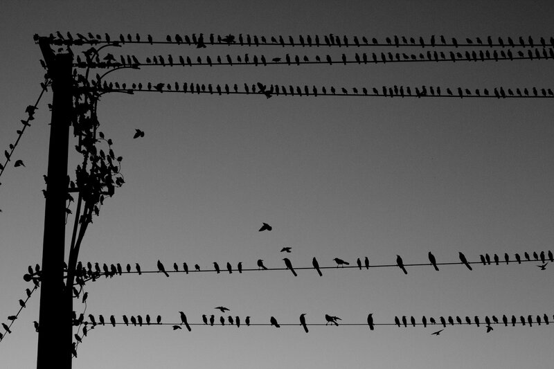 Birds perched on power lines
