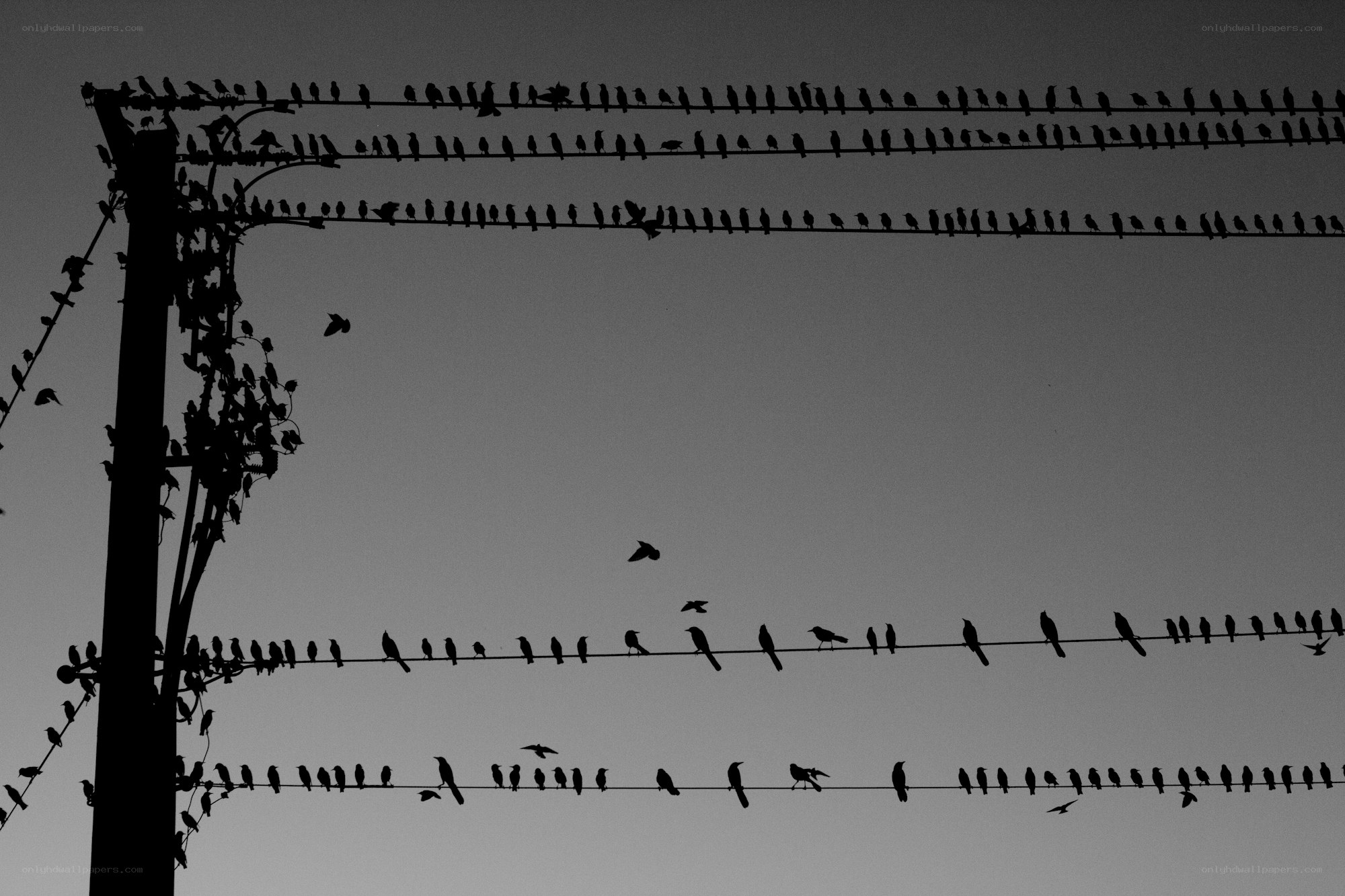 Birds perched on power lines