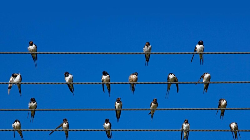 Birds perched on wires
