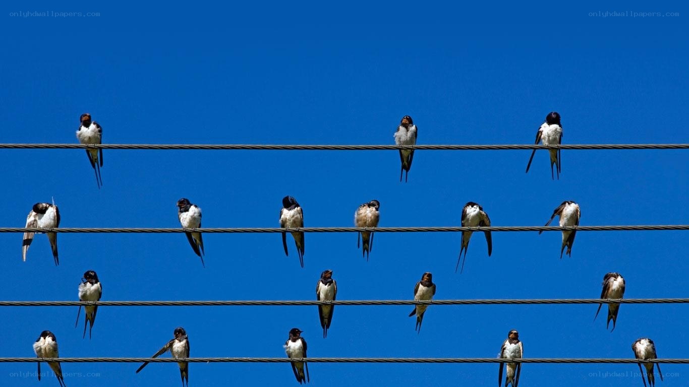 Birds perched on wires