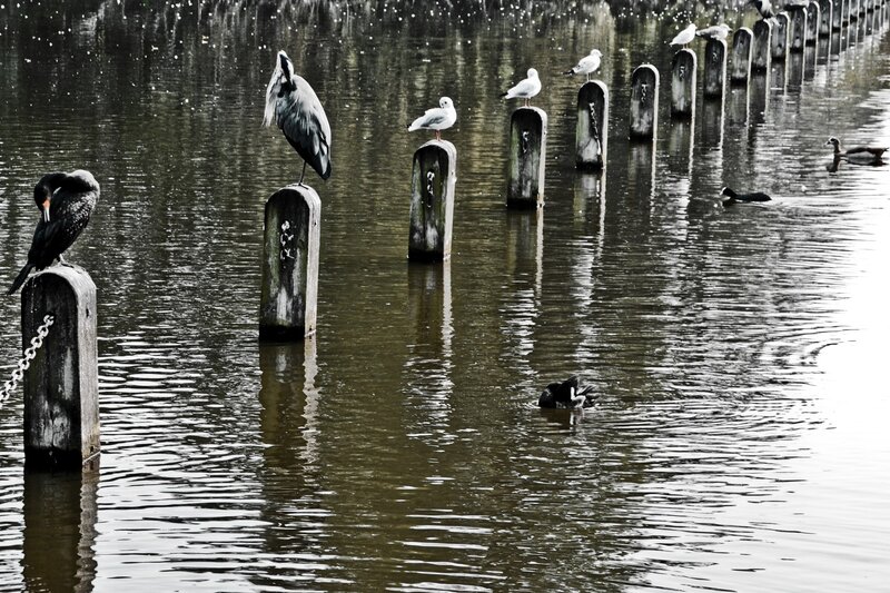 Birds perched on wooden posts