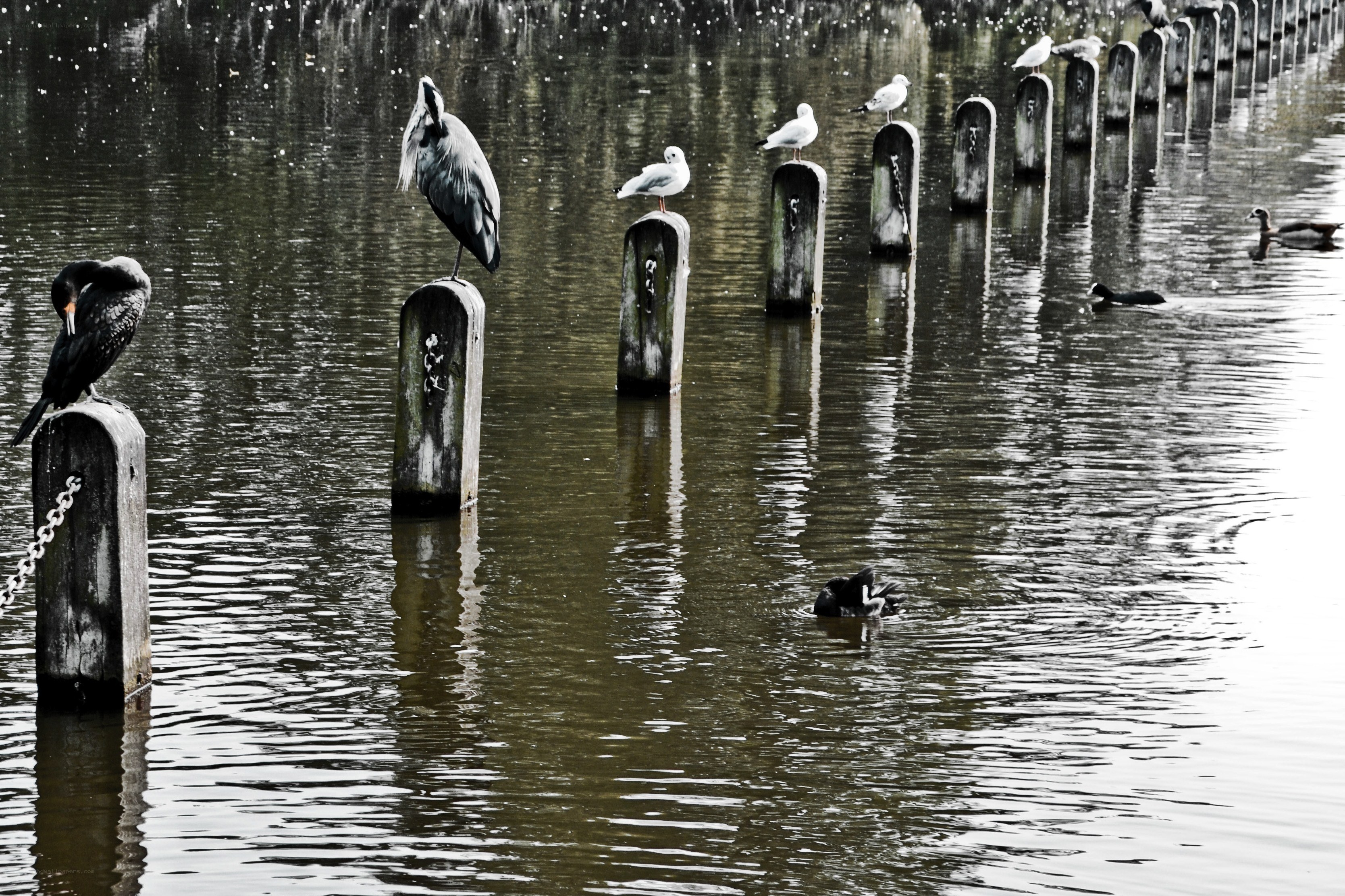 Birds perched on wooden posts