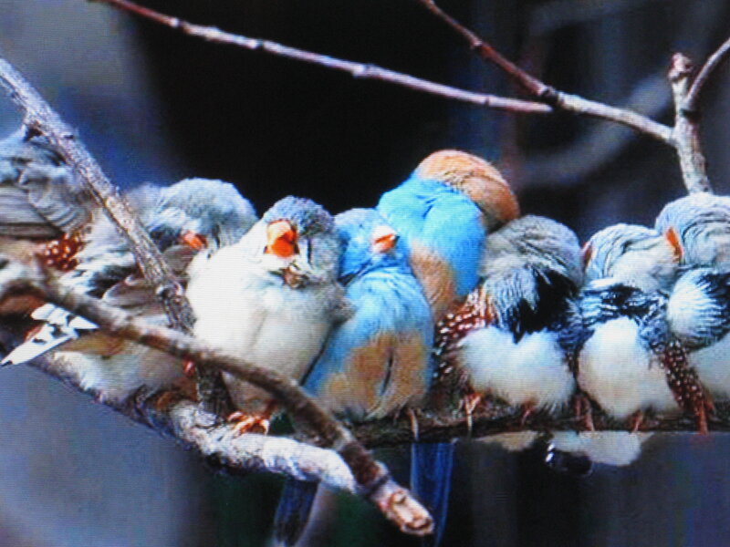 Birds resting on a branch