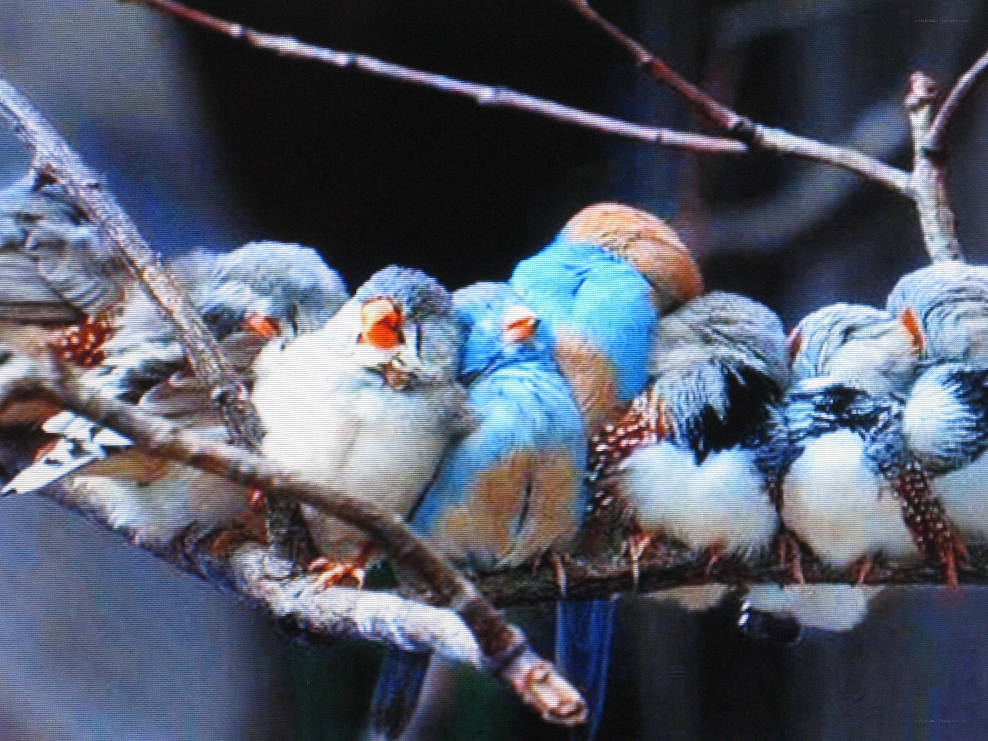 Birds resting on a branch