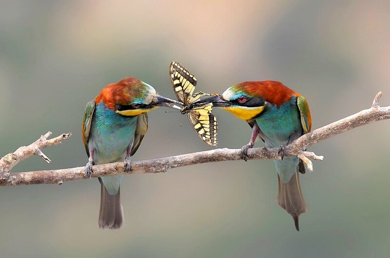 Birds sharing a butterfly