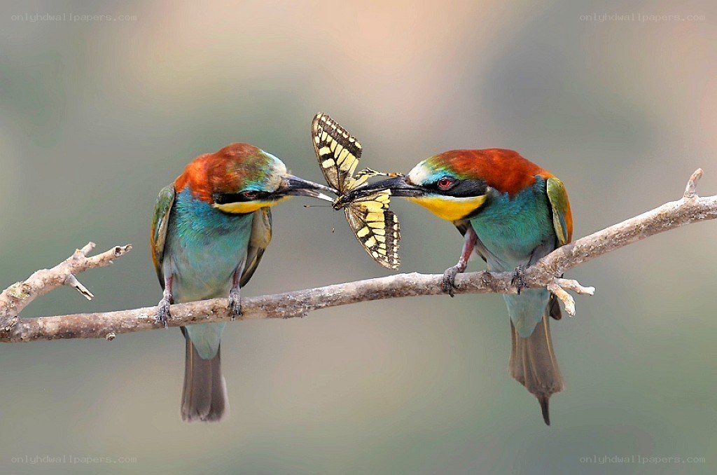 Birds sharing a butterfly