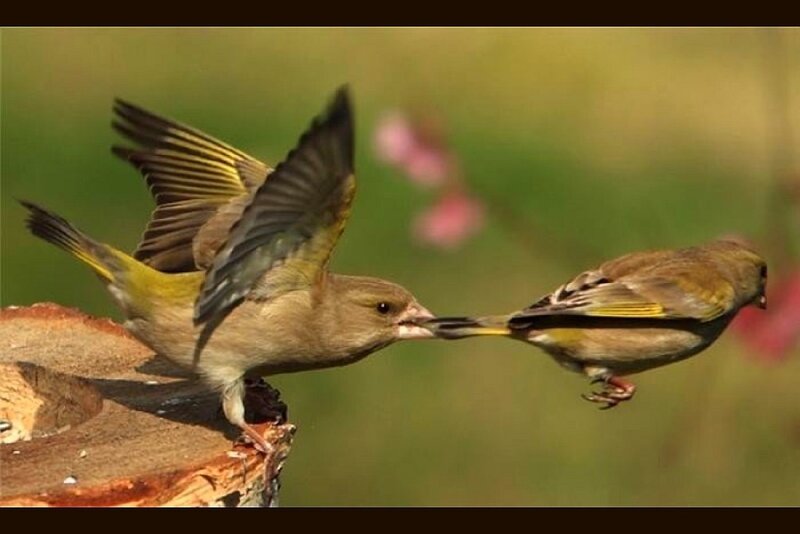 Birds sharing food