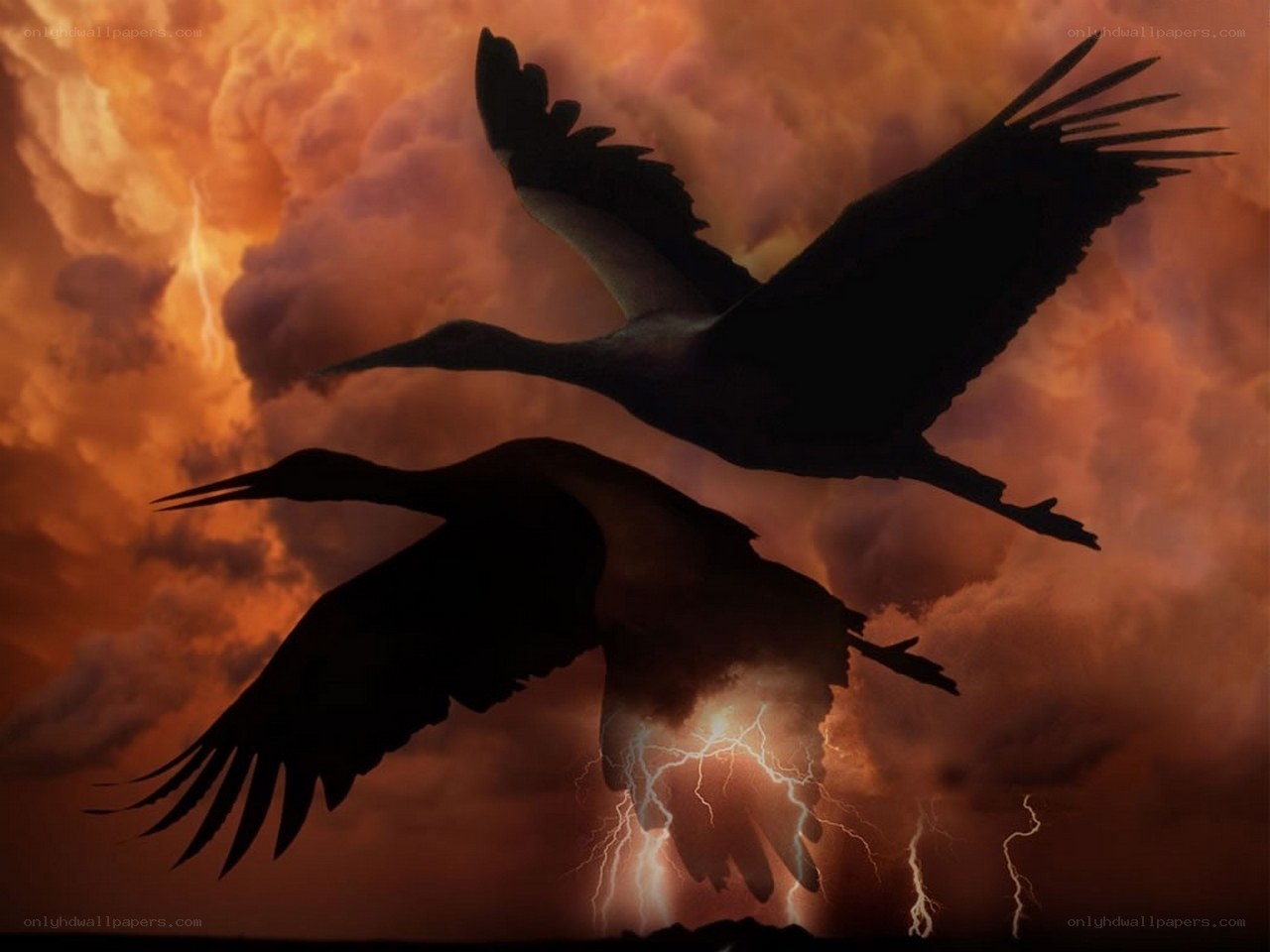 Birds silhouetted against storm