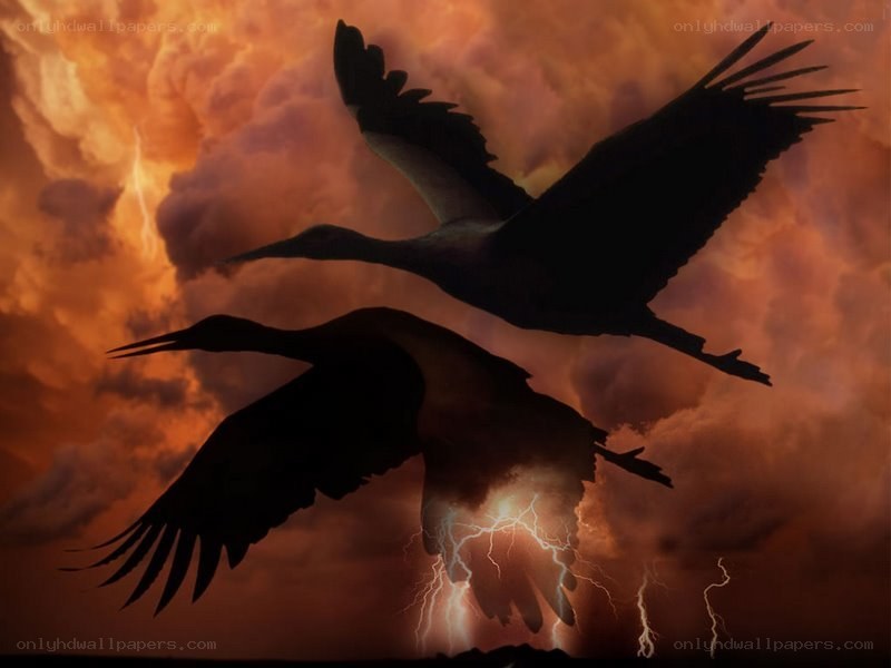 Birds silhouetted against storm