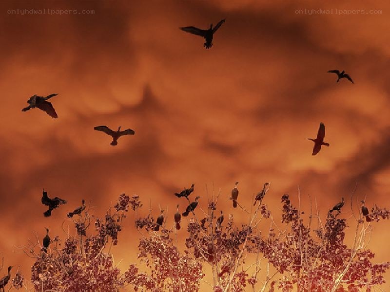 Birds silhouetted against sunset
